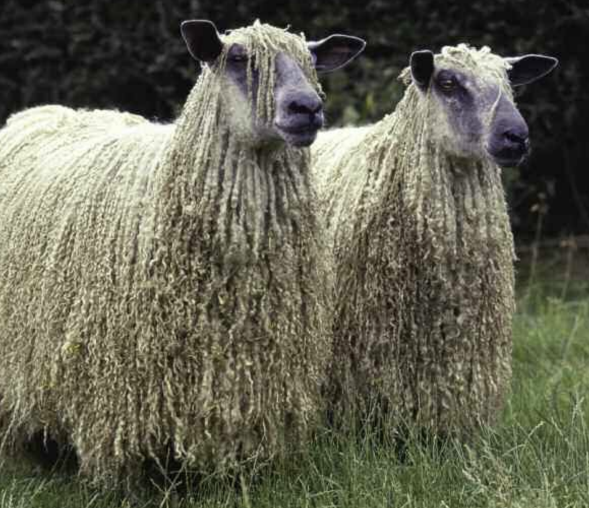 Sheep Breeds | Flashcards