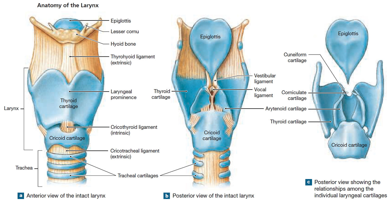 Anatomy practicals weeks 1-2 | Flashcards