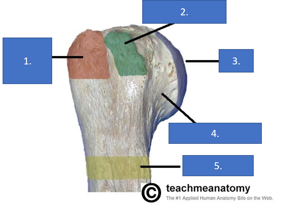 Anatomy sheets week 2.66 + 2.99 | Flashcards