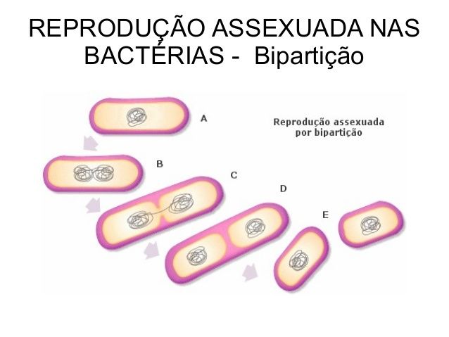 Vírus VS Bactéria | Mind Map