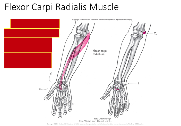 Applied Kinesiology Chapter Seven | Quiz