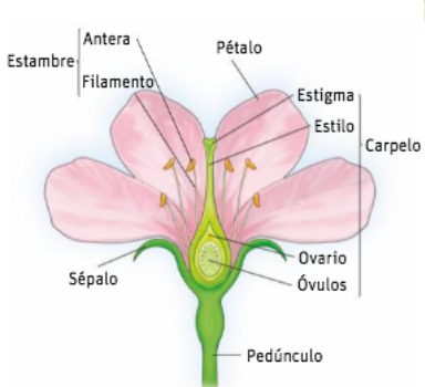 Plantas con flores: gimnospermas y angiospermas | Mind Map