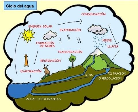 FLUJO DE ENERGÍA Y CICLOS BIOGEOQUÍMICOS | Mind Map