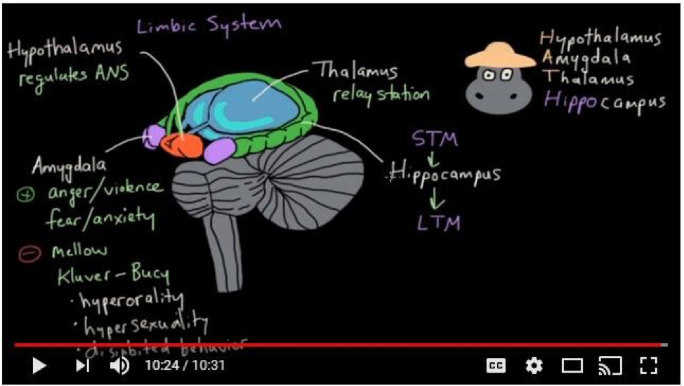 Limbic System & Limbic System Neurotransmitters | Quiz