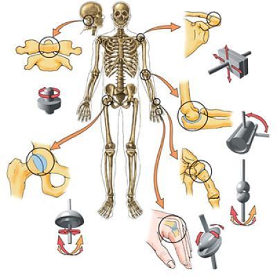 Anatomía ósea y articular del cuerpo humano. | Mind Map