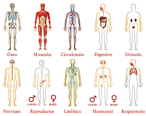 Anatomía ósea y articular del cuerpo humano. | Mind Map