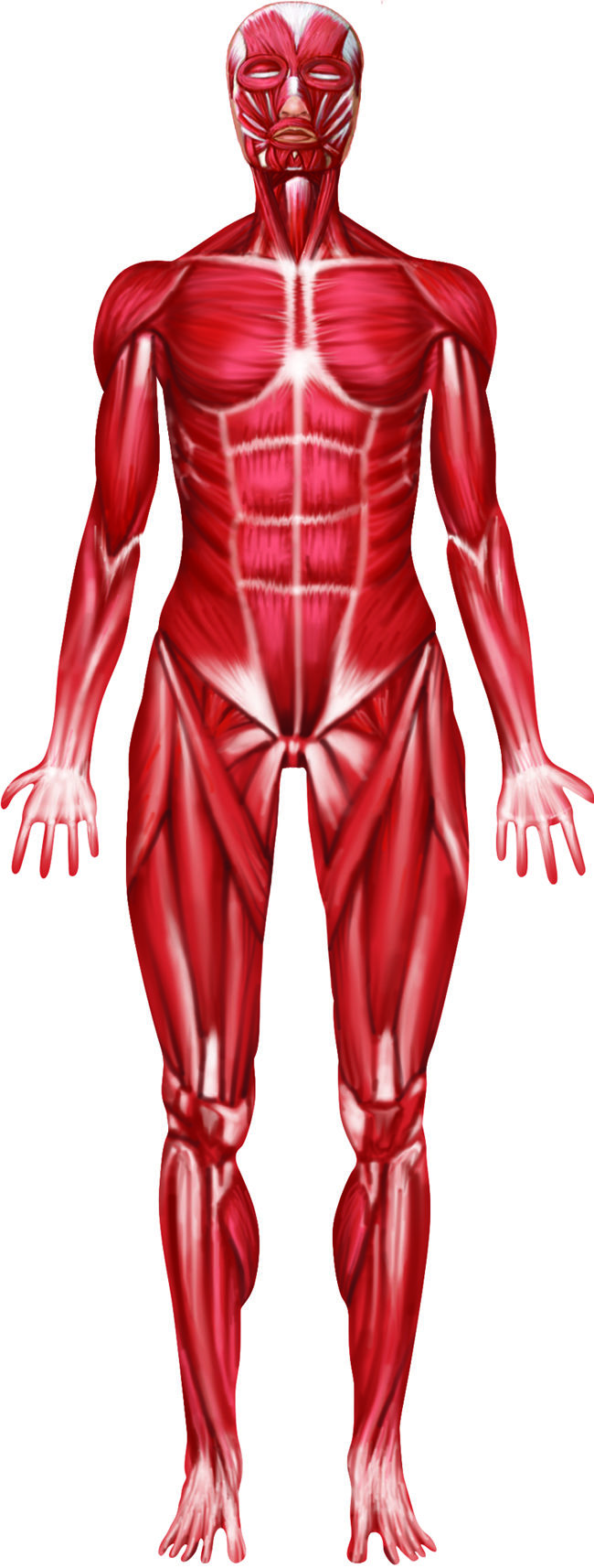 Labelled Muscles In The Body 654 Best Images About Muscle Anatomy On