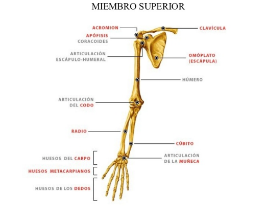 Anatomia Osea y Articular del Cuerpo Humano | Mind Map