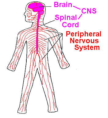 7.2 Nervous System 