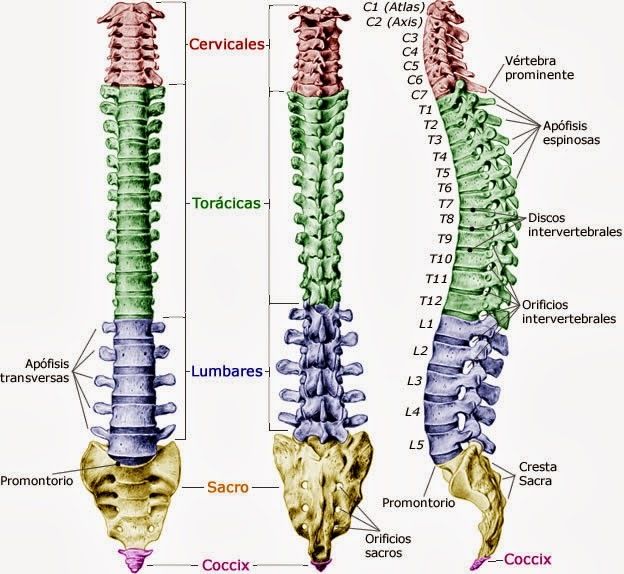 Anatomia Osea Y Articular Del Cuerpo Humano 