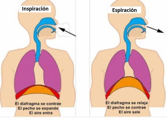 El Aparato Respiratorio | Flashcards