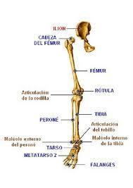 ANATOMIA OSEA Y ARTICULACION DEL CUERPO HUMANO | Mind Map