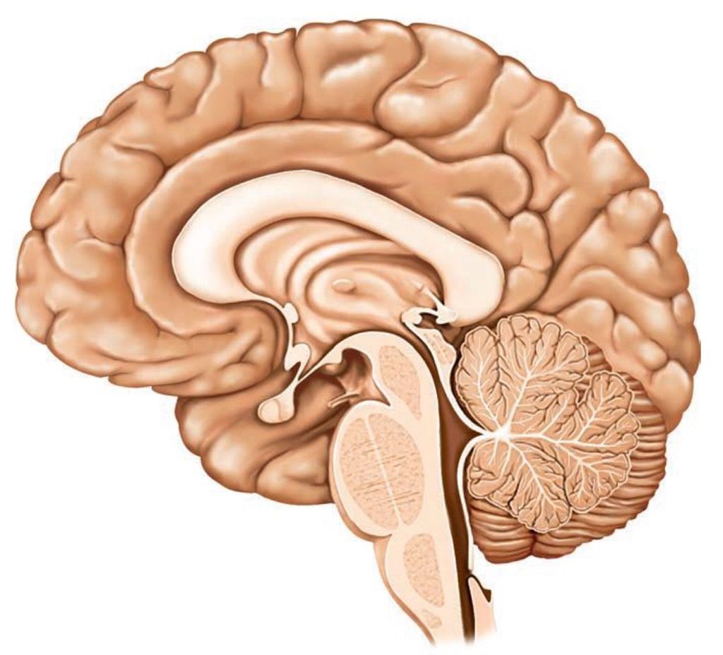 Nervous system part 2 brain diagram | Quiz