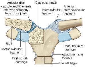 anatomia del brazo | Quiz