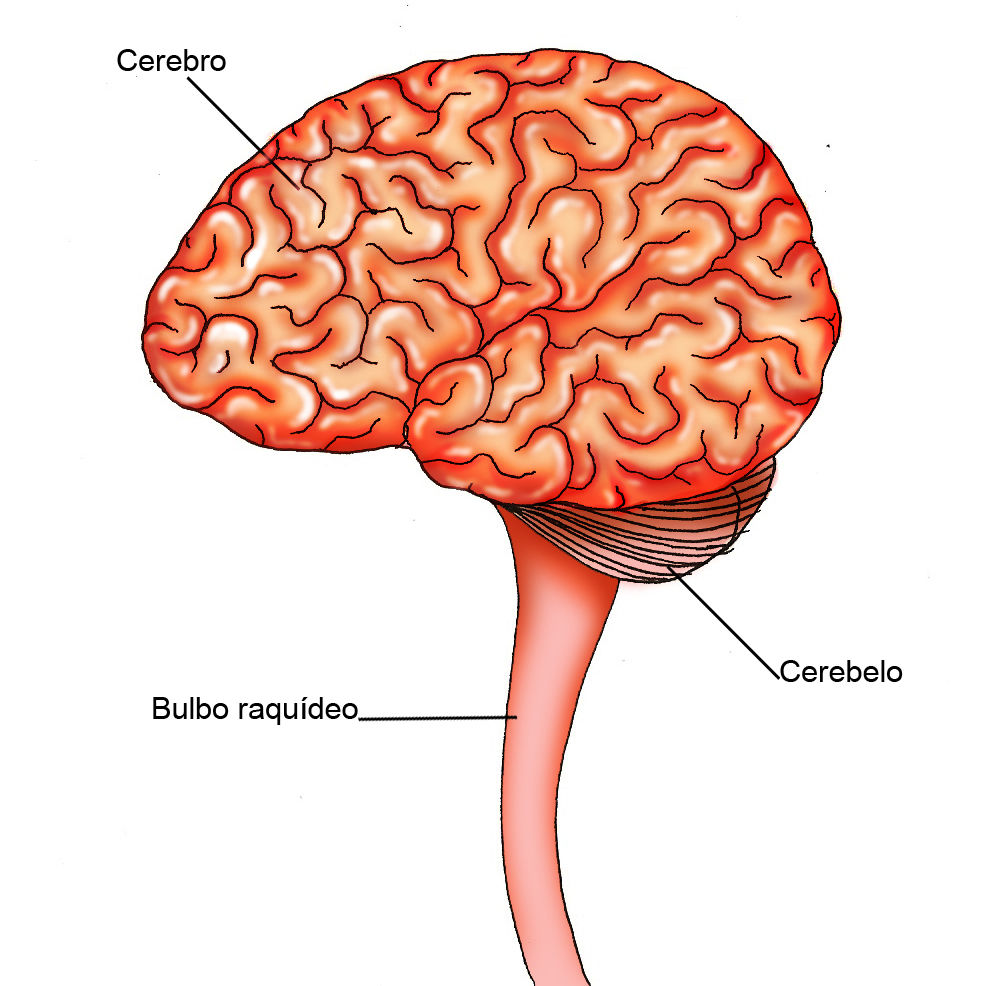 Sistema nervioso | Mind Map