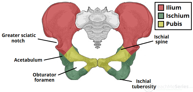 the pelvic girdle:bones Flashcards