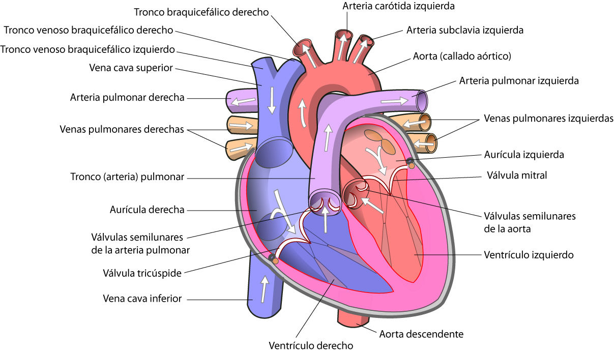 anatomía de la arteria pulmonar derecha