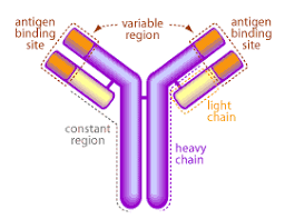 Phagocytes, Lysosomes and Lymphocytes (The Specific Immune Response ...