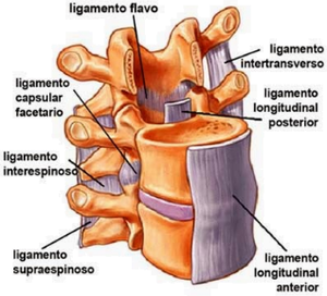 Articulações da coluna vertebral Thumb_af642bfa-639b-4e71-8877-ace4b61cb394