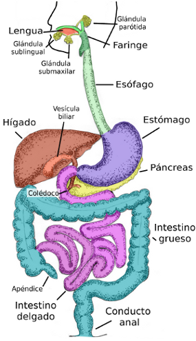 SISTEMA DIGESTIVO | Mind Map