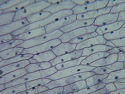 Cell Biology - LAB FINAL | Flashcards