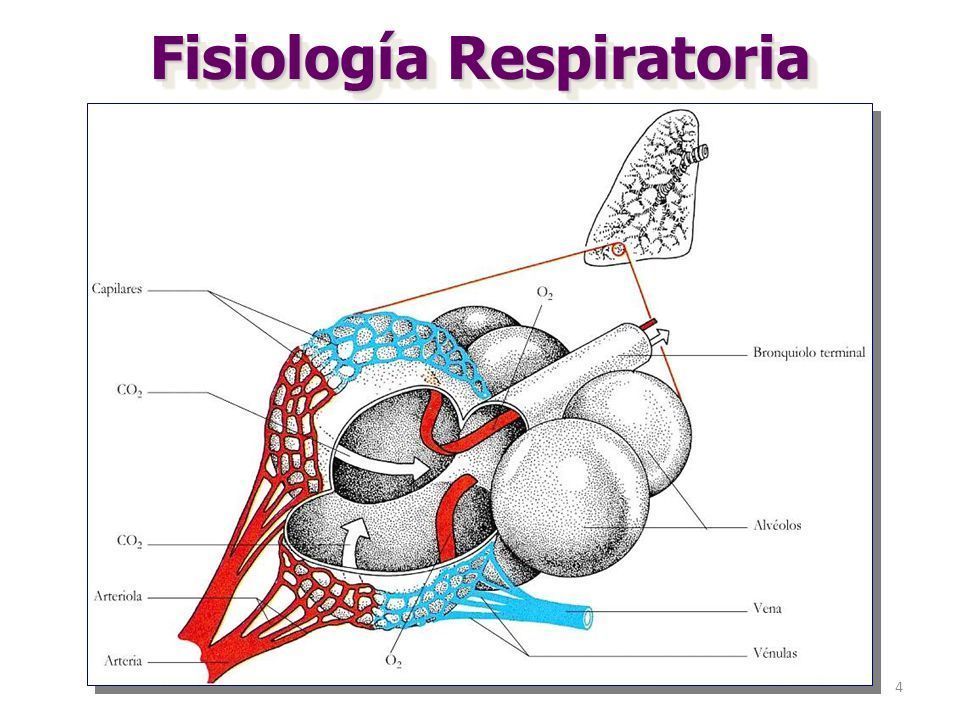 Fisionomìa | Mind Map