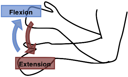 BIOMECANICA DEL HOMBRO | Mind Map