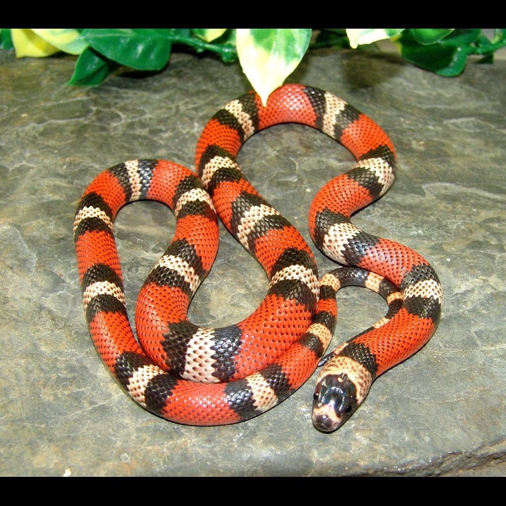 Two Headed Honduran Milk Snake