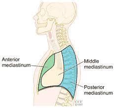 Anatomie Innere- Atmungssystem Fremdwörter latein | Flashcards