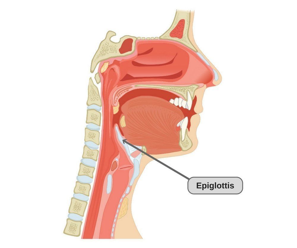 Anatomie Innere- Atmungssystem Fremdwörter latein | Flashcards