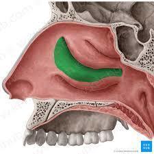 Anatomie Innere- Atmungssystem Fremdwörter latein | Flashcards