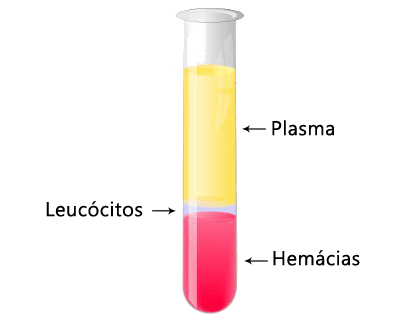 Constituição e Funções do Sangue | Mind Map