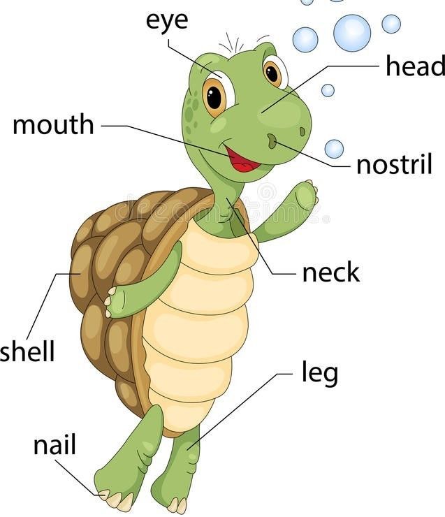 Key Vocabulary of animals | Flashcards