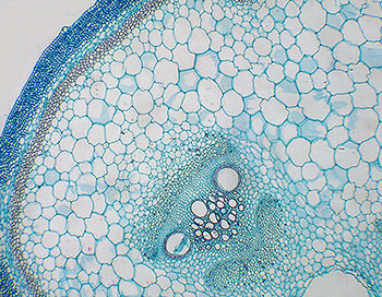 2.1.1 Cell Structure | Flashcards