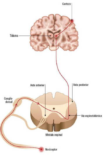 FISIOPATOLOGIA DEL DOLOR | Mind Map