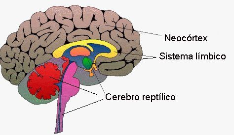 Pensamiento Complejo Y La Maquina Compleja 