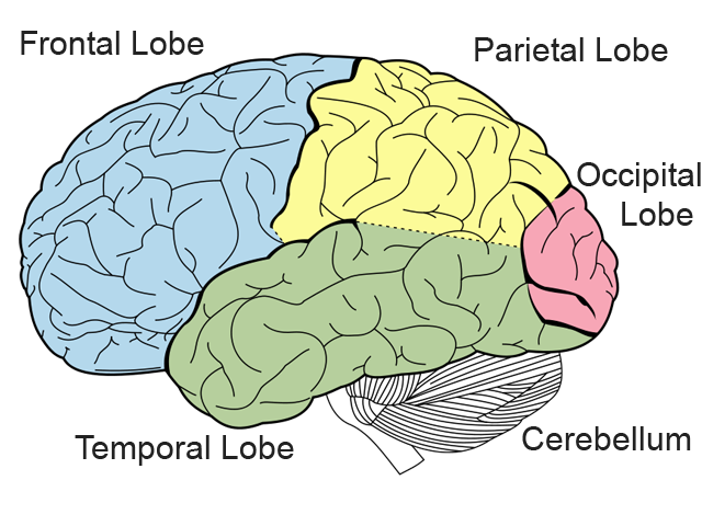 HUMAN ANATOMY | Slide Set