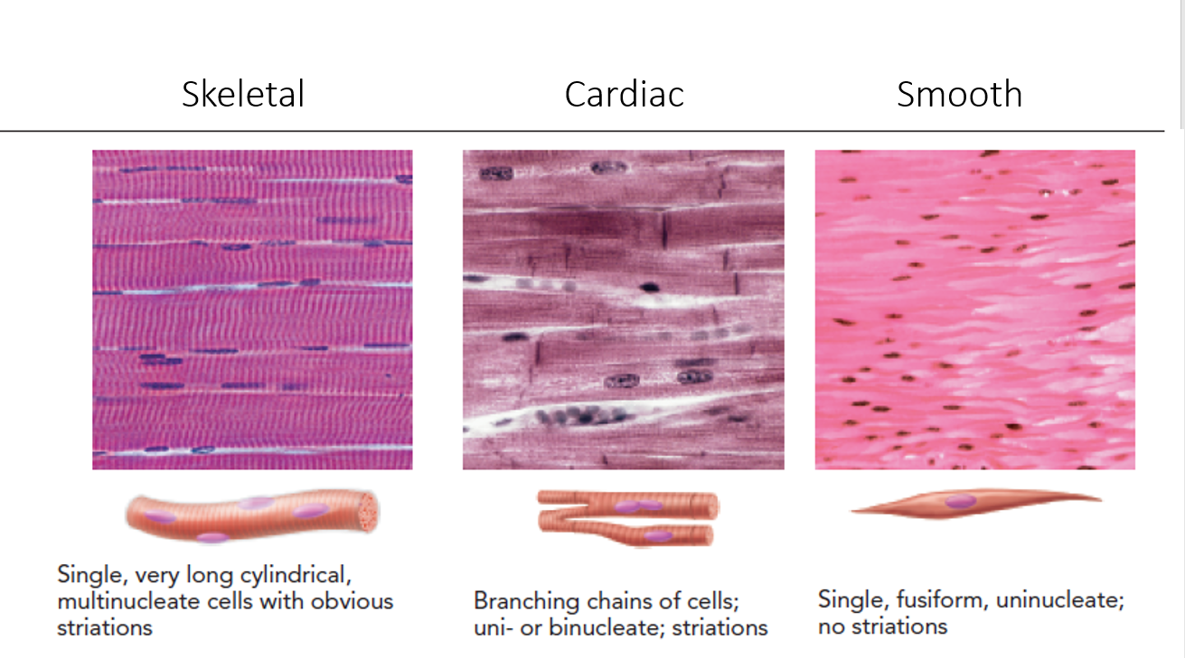 OCR Biology A: examination of tissues under microscopes | Flashcards