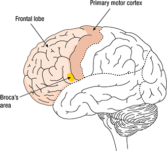 Unit 1 Psychology AOS 1: How does the brain function? | Mind Map