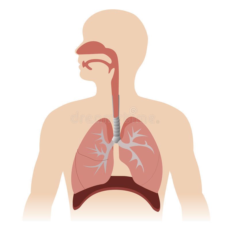 Sistema Respiratório | Mind Map