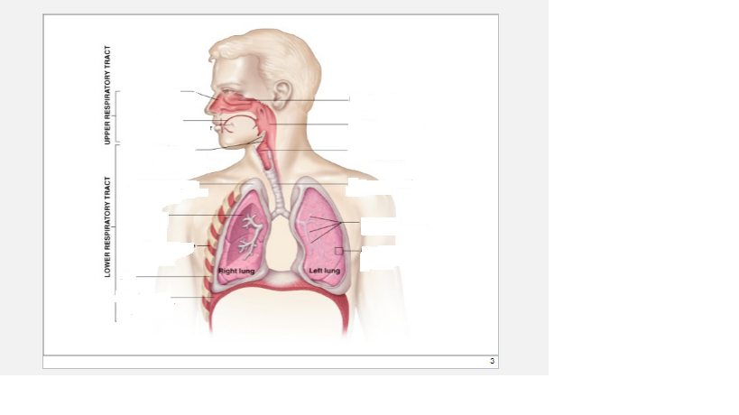 Respiratory Diagram Quiz - Diagram Media