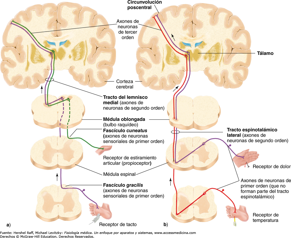 VÍAS | Mind Map