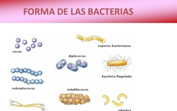 Los reinos naturales | Mind Map