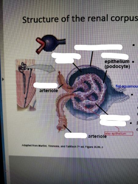 Sept. 4 - Renal Anatomy and Physiology | Quiz