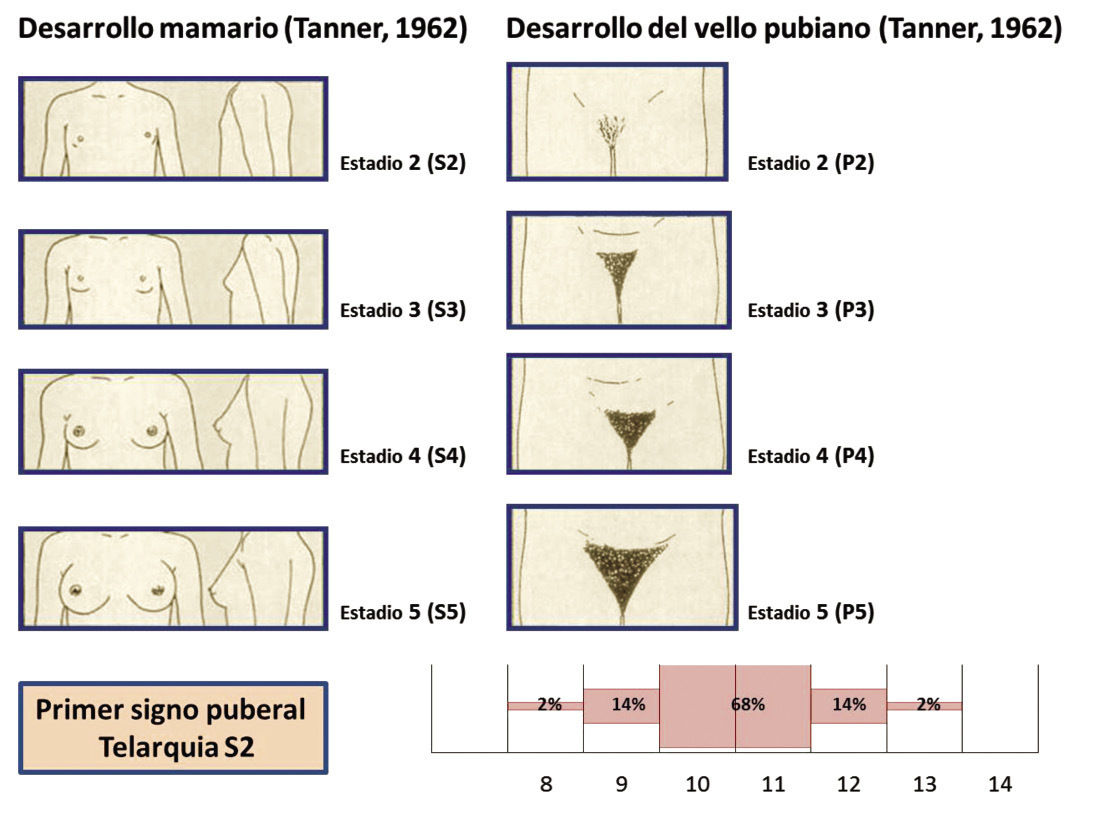 Pubertad Y Climaterio Mapa Mental