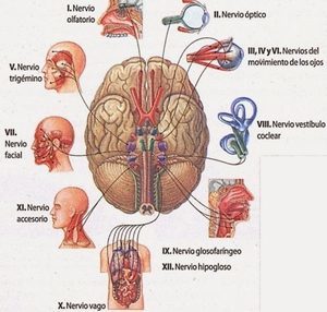 netter de anatomía del nervio facial