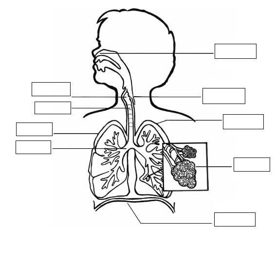 Aparell Cardiocirculatori i Respiratori | Quiz