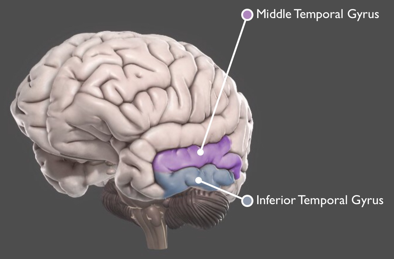 Cerebro | Flashcards