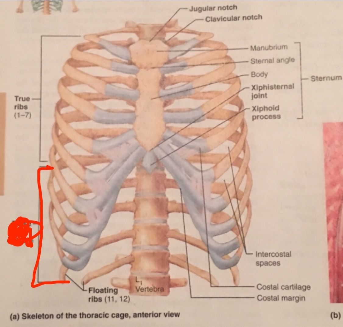 skeleton of the thoracic cage, anterior view | Flashcards