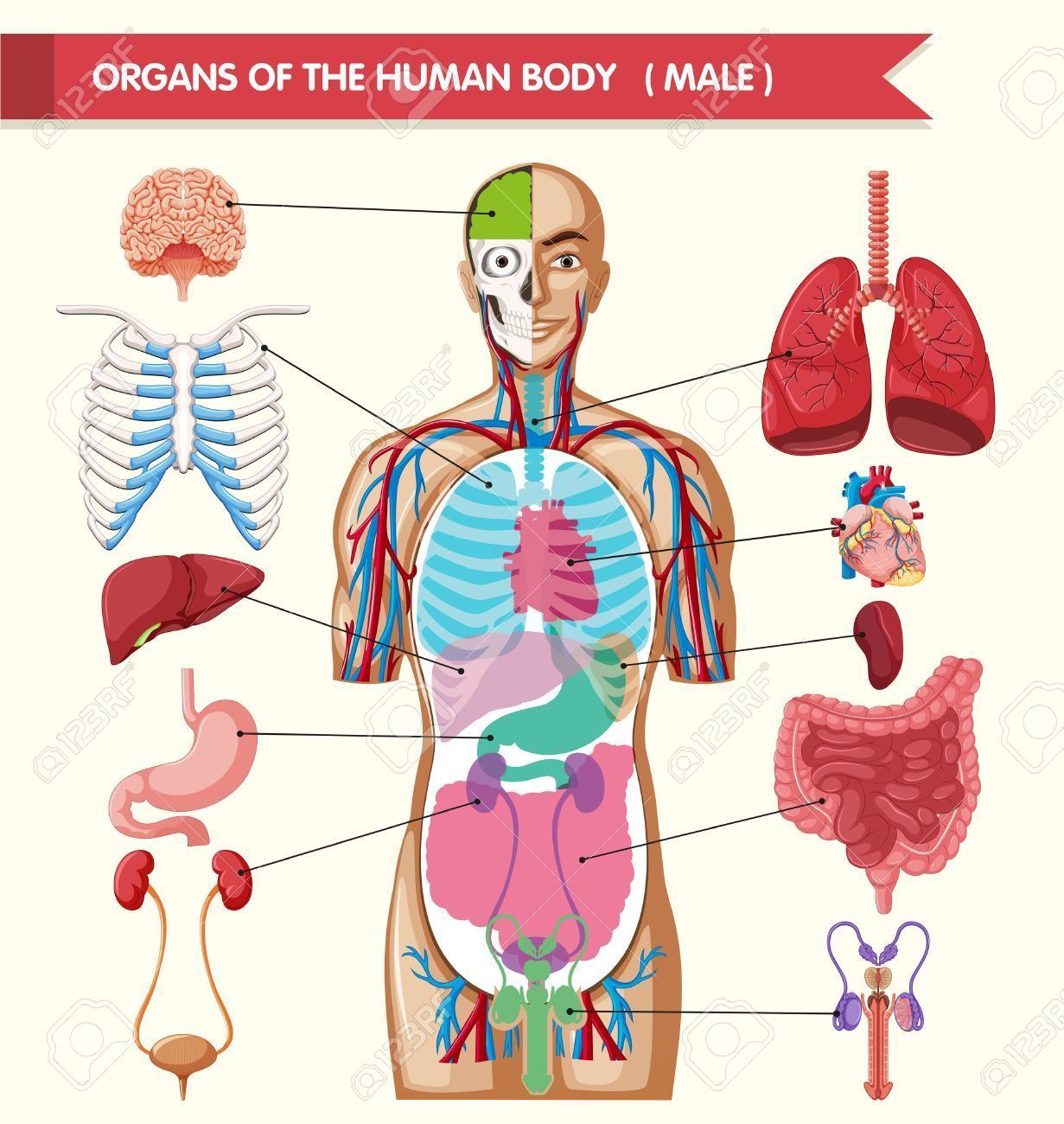 cavidades y órganos del cuerpo